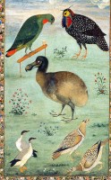 Dodo van Surat, toegeschreven aan Ustad Mansur, miniatuur, ca. 1625 / Bron: Ustad Mansur, Wikimedia Commons (Publiek domein)