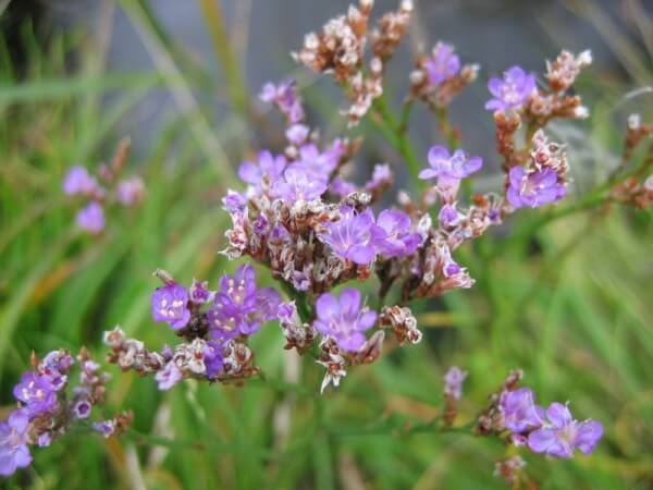 Sea lavender / Source: Kristian Peters - Fabelfroh, Wikimedia Commons (CC BY-SA-3.0)