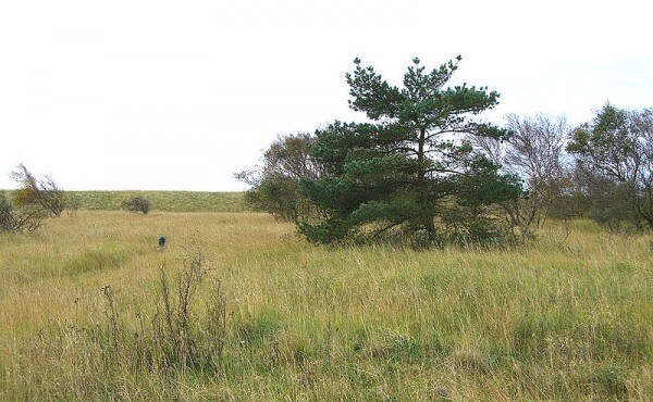 Trees on Mellum / Source: De: Benutzer: Uenue auf Wikipedia de, hochgeladen von AxelHH, Wikimedia Commons (Public domain)
