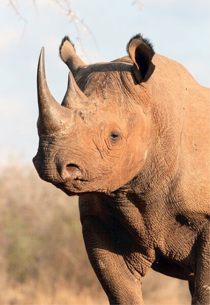 The black rhino / Source: Skeeze, Pixabay