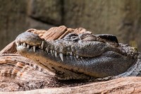  Een krokodil herken je aan de stand van de tanden. / Bron: Felix Broennimann, Pixabay