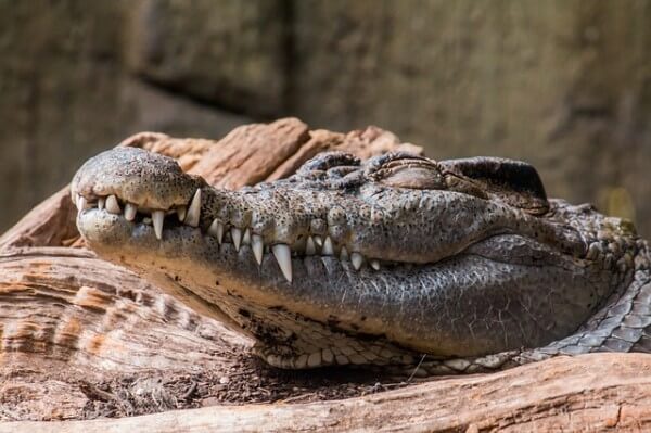  You can recognize a crocodile by the position of its teeth.  / Source: Felix Broennimann, Pixabay