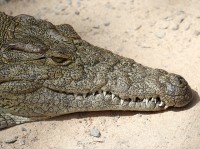 Een alligator.  / Bron: Rabenspiegel, Pixabay