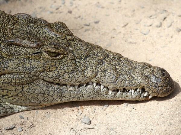 An alligator.  / Source: Rabenspiegel, Pixabay