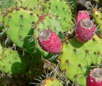 Opunita cactus / Bron: Stan Shebs, Wikimedia Commons (CC BY-SA-3.0)
