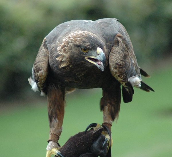 Golden eagle / Source: J. Glover - Atlanta, Wikimedia Commons (CC BY-SA-2.0)
