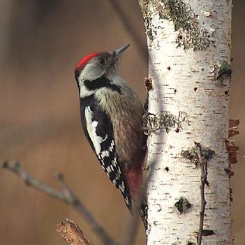 middle spotted woodpecker / Image source: Marek Szczepanek, Wikimedia Commons (CC BY-SA-3.0)