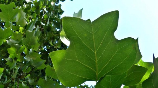 The leaf of the American tulip tree