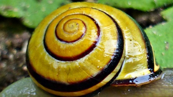 The black / brown mouth lip of an adult common garden snail.
