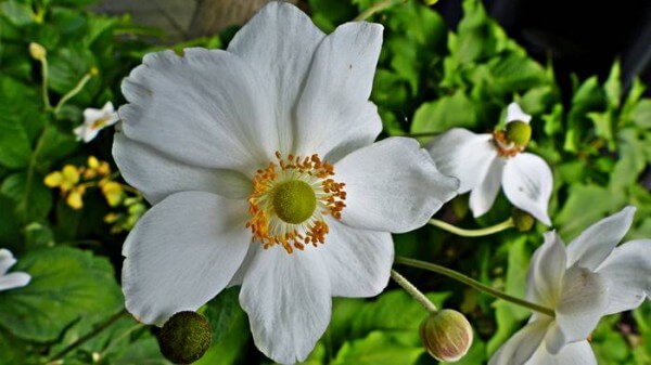 The Anemone hybrida × Honorine Jobert