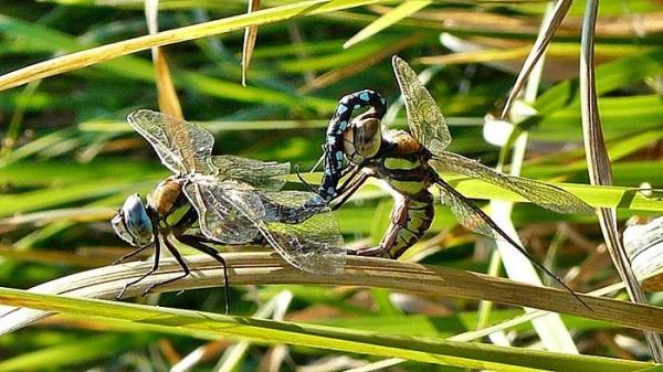 Mating wheel ♂ and ♀ horse biter