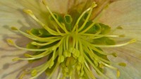 Helleborus met trechtervormige groene kroonbladeren met nectar.