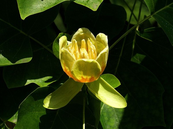 Tulip tree flower / Source: Raimond Spekking, Wikimedia Commons (CC BY-SA-4.0)