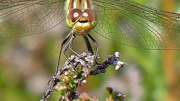 ♂ brown-red darter with spiky black legs and a narrow yellow stripe.