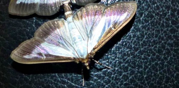 Male boxwood moth
