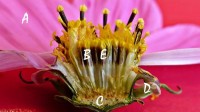 A-bloembladeren (straalbloemen), B-buisbloemen, C-bloembodem, D-omwindselblad, E-stroschubben