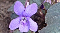 De bloem van een bleeksporig viooltje met honingmerk