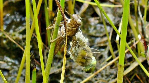 The transformation from larva to dragonfly (four spot).
