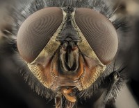 De roodwangbromvlieg (Calliphora vicina) met de rode wangen. / Bron: USGS Bee Inventory and Monitoring Lab, Beltsville, Maryland, United States of America, Wikimedia Commons (Publiek domein)