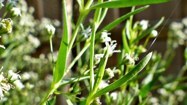 Leaf gypsum herb