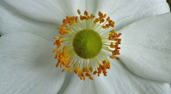 A wreath of stamens around the green-yellow ovary