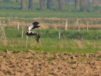 Kieviten in paringstijd