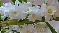 De bloemen van de Dendrobium nobile Apollon