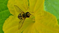 Gele kommavlieg. Een zweefvlieg van het geslacht Eupeodes