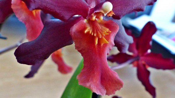 The lip of the Cymbidium orchid (or boat orchid).