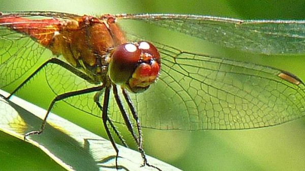 Blood red darter, head and pterostigma