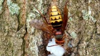 Nest van de gewone hoornaar in een eikenboom