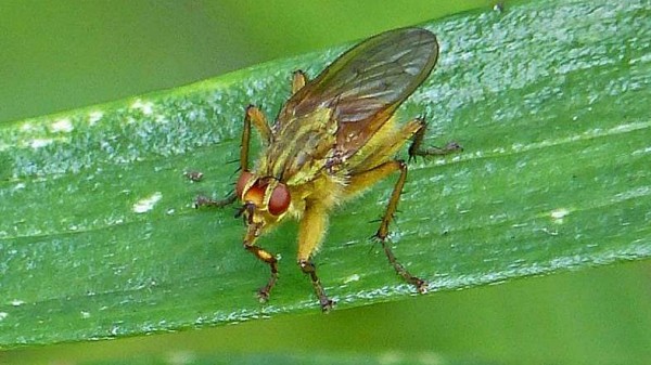 Dung fly (Scathophaga stercoraria)