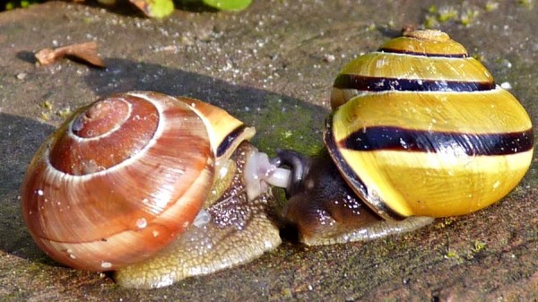 Mating common garden snails.