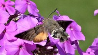 Kolibrievlinder met schikkleur