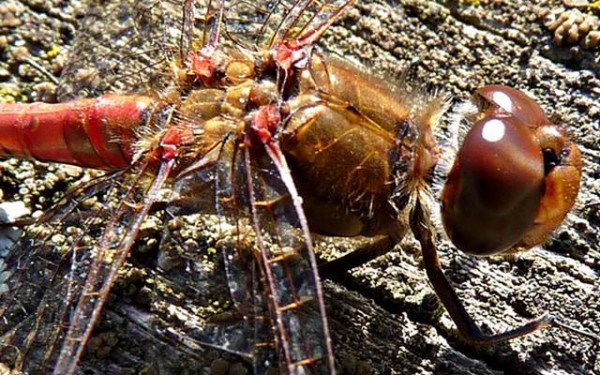 ♂ Brown-red darter, family Libellulidae.