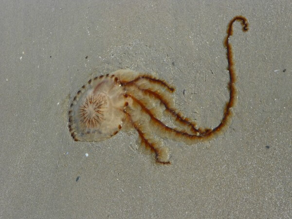 Compass jellyfish / Source: Saivo