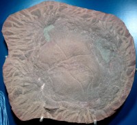 300 miljoen jaar oud fossiel / Bron: James St. John, Wikimedia Commons (CC BY-2.0)