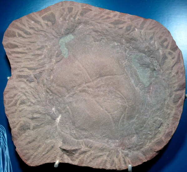 300 million year old fossil / Source: James St. John, Wikimedia Commons (CC BY-2.0)