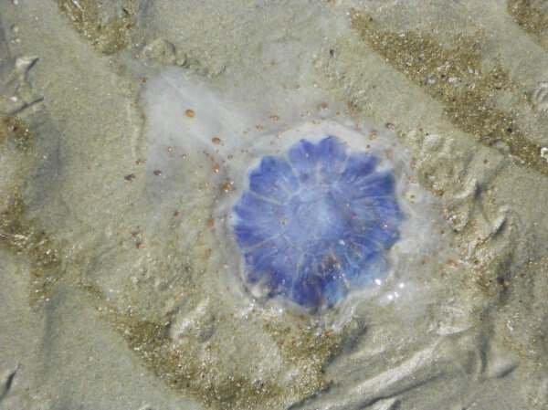 Blue hair jellyfish / Source: Saivo