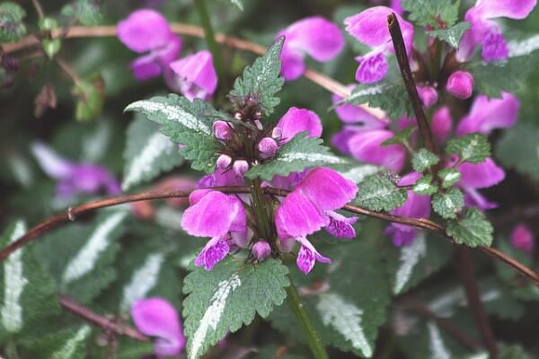 <I> The plant in the photo is a spotted dead nettle </I> / Source: M. Martin Vicente, Flickr (CC BY-2.0)” onclick=”openImage(this);”><i>The plant in the photo is a spotted dead nettle</i> / <span>Source: M. Martin Vicente, Flickr (CC BY-2.0)</span>
</div>
<h2>Advantages of ground covers</h2>
<p>In addition to being an easy way to add flair to your garden, ground covers have the advantage of virtually no weeds growing between them.  In addition, the soil temperature remains more uniform, which is better for the roots of plants and trees.  Furthermore, ground covers are generally fairly maintenance-free and are often evergreen.  In this way, they also give the winter garden a little color.</p><div class=