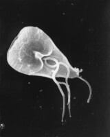 De parasiet giardia / Bron: CDC / Janice Haney Carr, Wikimedia Commons (Publiek domein)