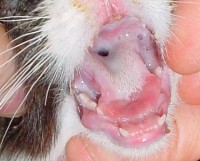 Blaren op de tong van de kat, door een infectie met het calicivirus - één van de virussen die niesziekte veroorzaakt / Bron: Kalumet, Wikimedia Commons (CC BY-SA-3.0)