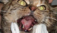 Feline Gingivostomatitis (na 3 dagen behandeling met interferon) / Bron: Uwe Gille, Wikimedia Commons (CC BY-SA-3.0)