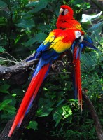 <I>Tropische vogels ogen al behoorlijk kleurrijk voor ons... maar in hun eigen ogen zijn ze nog veel kleurrijker!</I> / Bron: Matthew Romack, Wikimedia Commons (CC BY-2.0)
