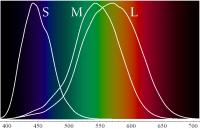 <I>Overzicht van de drie soorten kegeltjes (S, M en L) en de bijbehorende gevoeligheid voor de verschillende golflengten van licht</I> / Bron: Ben Rudiak-Gould, Wikimedia Commons (Publiek domein)