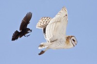 De merel is geen natuurlijke vijand, echter kunnen kleinere vogels de uilen lastig vallen. / Bron: Bill Bouton, Wikimedia Commons (CC BY-SA-2.0)