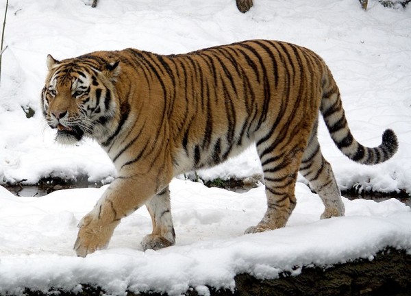The Siberian tiger has little trouble with the cold thanks to its coat.  / Source: Appaloosa, Wikimedia Commons (CC BY-SA-3.0)