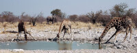 Water drinkende giraffes / Bron: GIRAUD Patrick, Wikimedia Commons (CC BY-2.5)