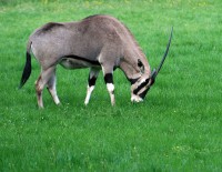 Oryx / Bron: Karelj, Wikimedia Commons (Publiek domein)