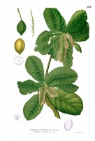 Botanische tekening tropische amandelboom / Bron: Francisco Manuel Blanco (O.S.A.), Wikimedia Commons (Publiek domein)